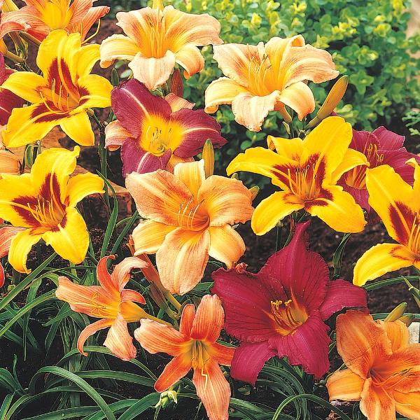 Best Assorted Colors Perennial Plants