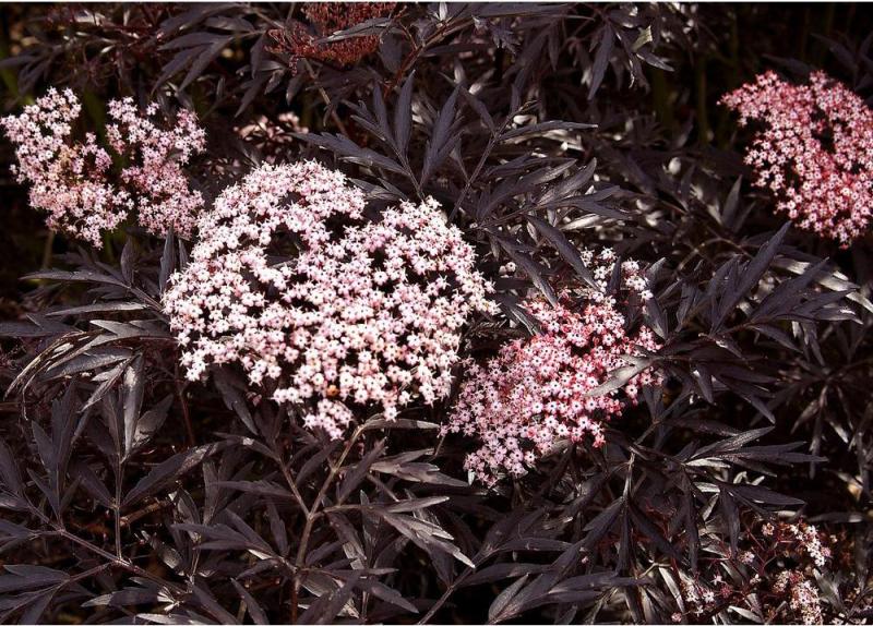 Black Lace Elderberry (Sambucus) Live Shrub, Pink Flowers