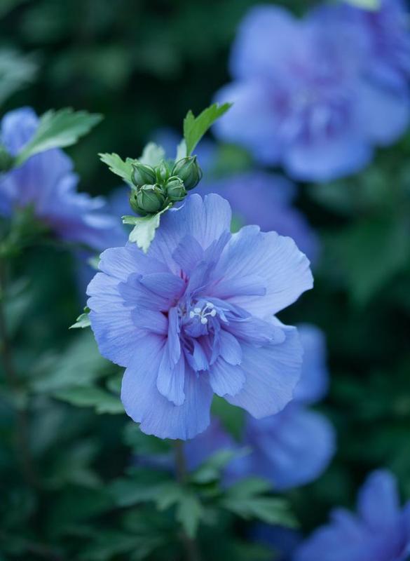 Blue Chiffon Rose of Sharon Hibiscus Live Shrub Blue Flowers