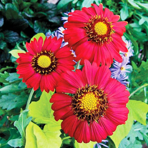 Best Red Perennial Plants