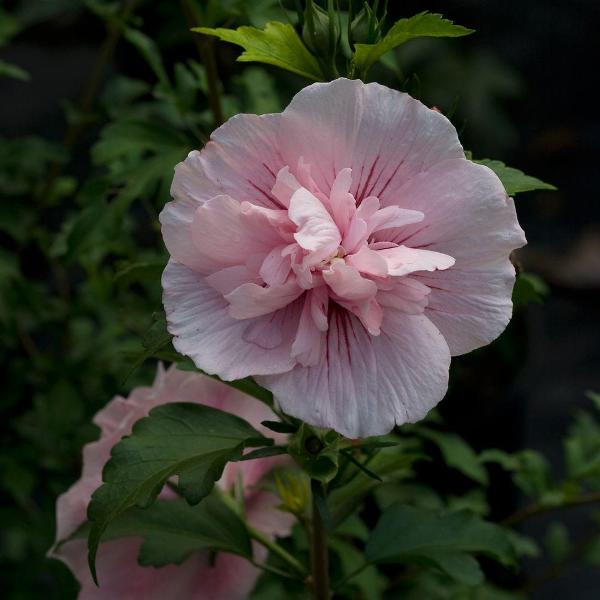 Pink Chiffon Rose of Sharon (Hibiscus) Live Shrub, Light Pink Flowers