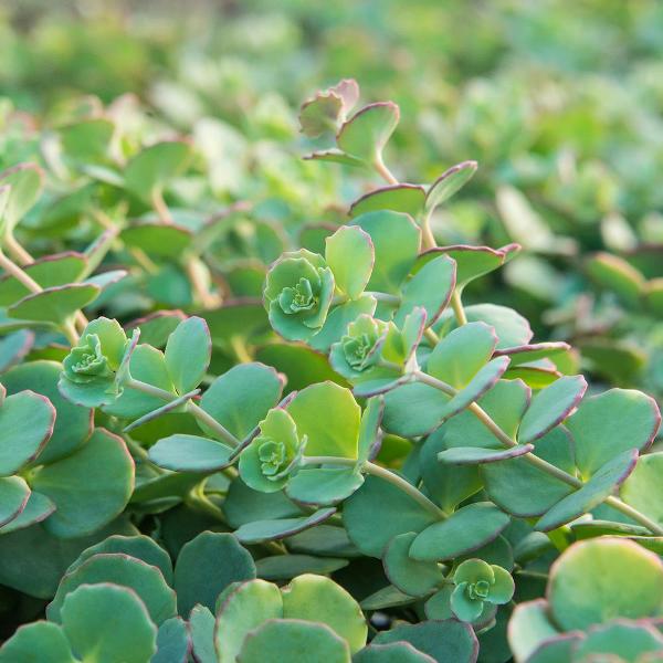 Best Ground Cover Perennial Plants