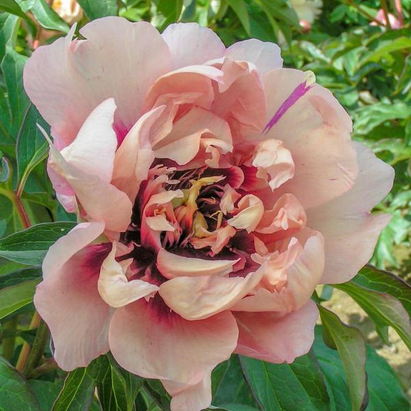 Pot Itoh Peony Oochigeas (Paeonia) Live Potted Perennial Light Orange/Pink Flowers