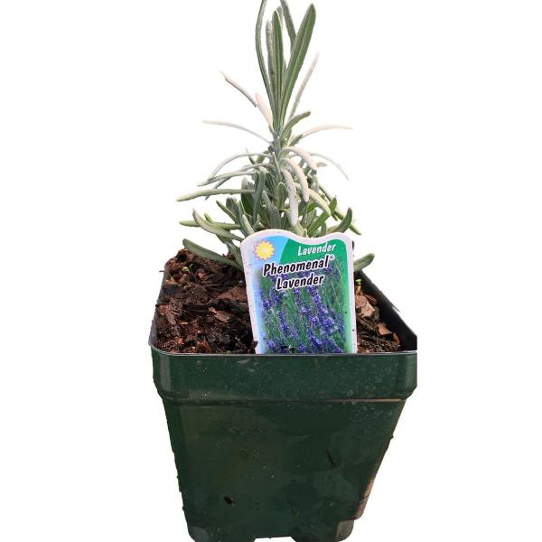 Pot Phenomenal Lavender Plant