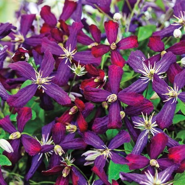 Pot Sweet Summer Love Clematis Vine Live Potted Perennial Plant with Red Flowers