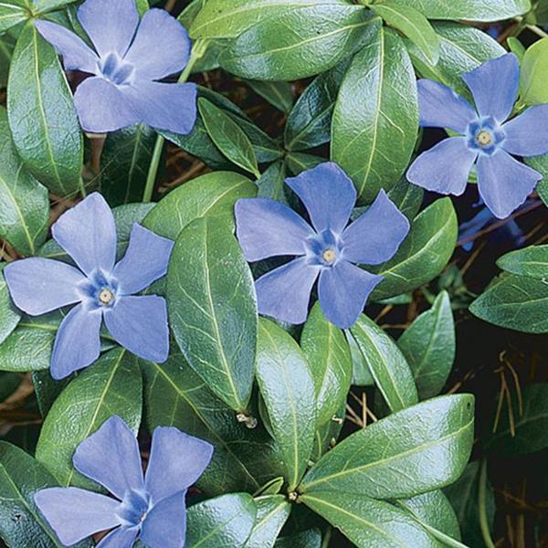 Best Ground Cover Perennial Plants