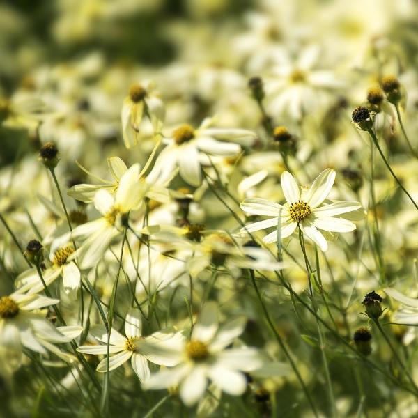 Quart Moonbeam Coreopsis (Tickseed) Live Native Perennial Plant with Creamy Yellow Flowers