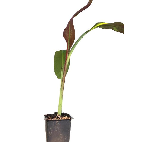 Red Pot Abyssinian Banana Plant