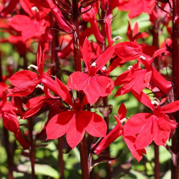 Best Red Perennial Plants