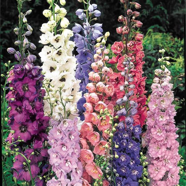 Best Assorted Colors Perennial Plants