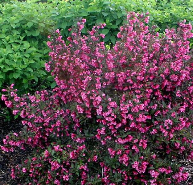 Wine and Roses Reblooming Weigela (Florida) Live Shrub, Pink Flowers and Dark Purple Foliage