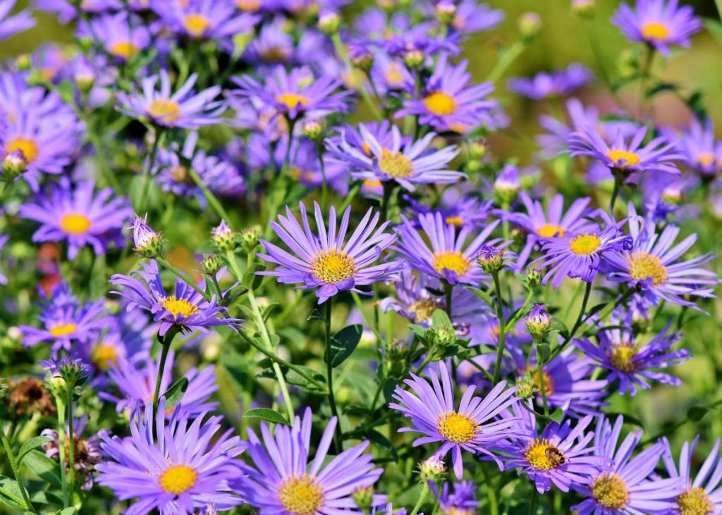 Best Perennial Flowers for Your Garden