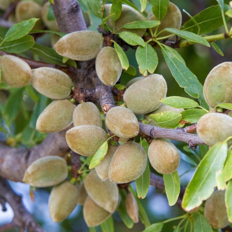 How to Grow and Care for Almond Tree