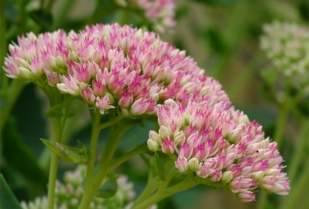 How to Grow and Care for Stonecrop Flower