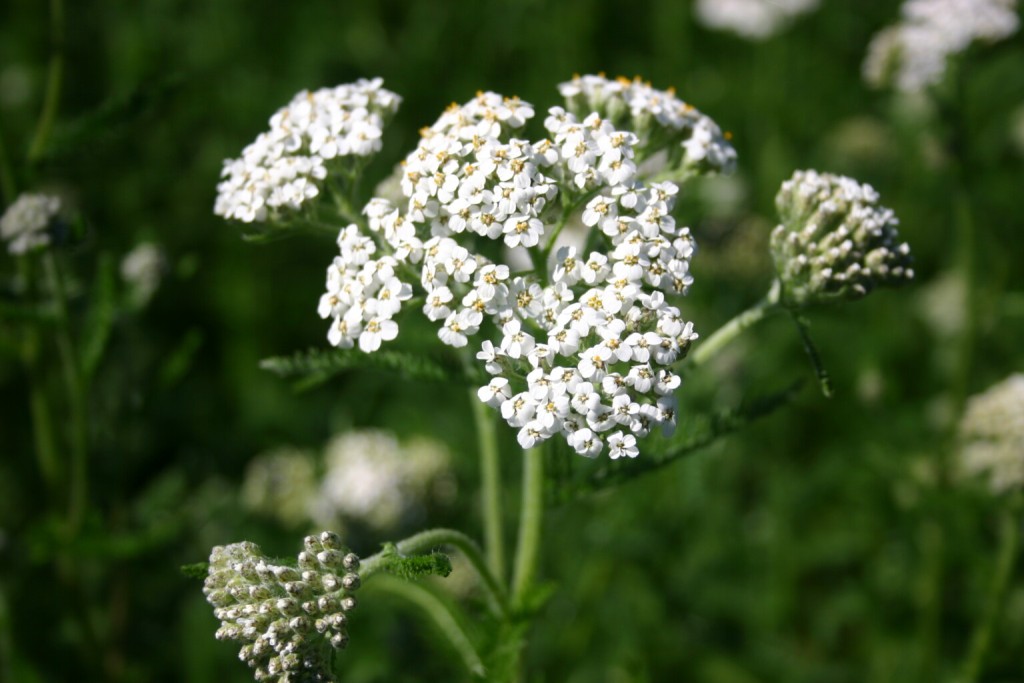 How to Grow and Care for Yarrow Flower