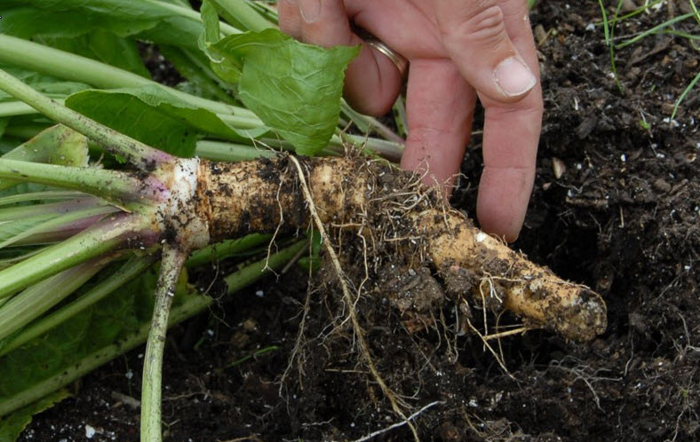 How to Grow and Care for Horseradish Plant