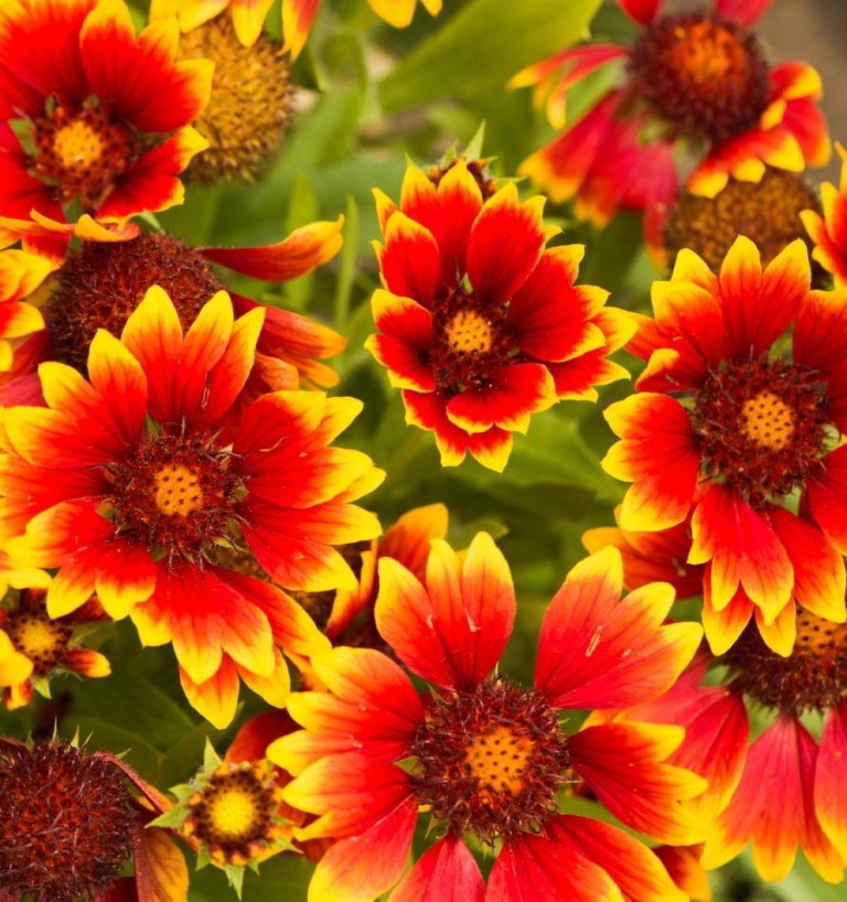 Best Perennial Flowers for Your Garden