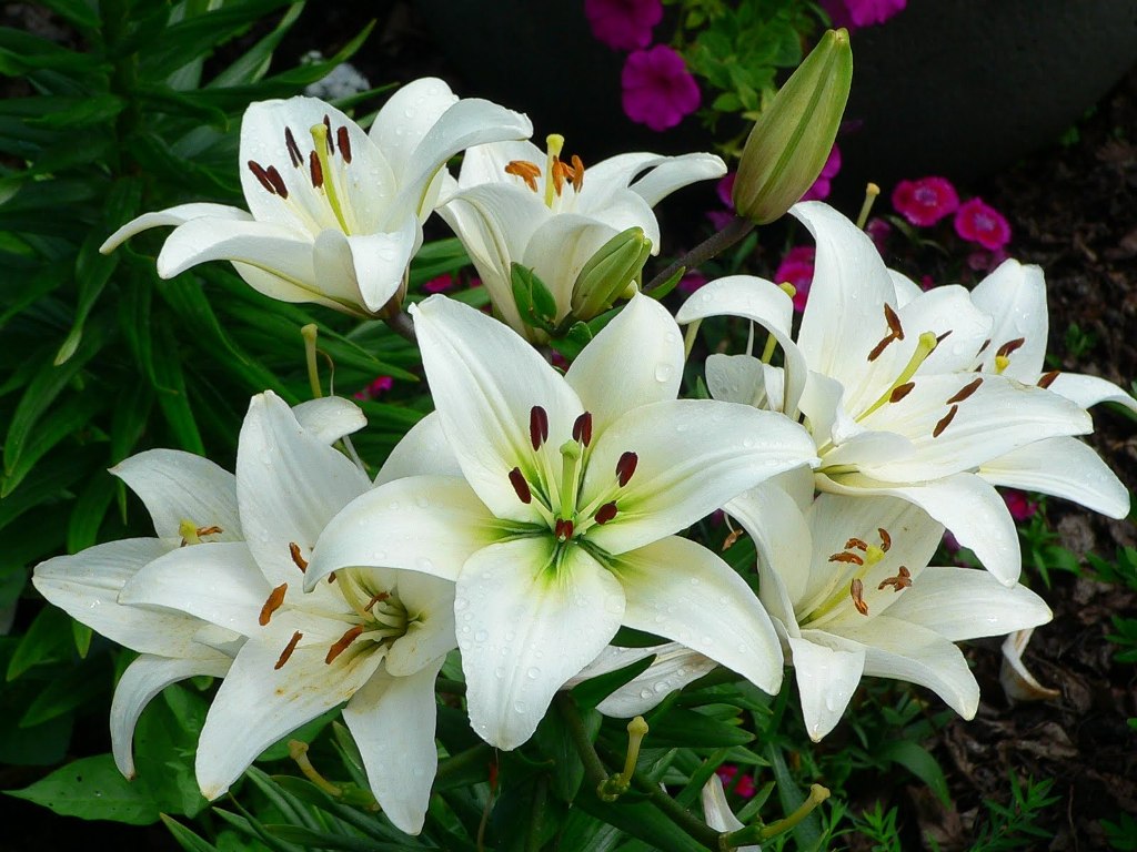 How to Grow and Care for Lily Flower