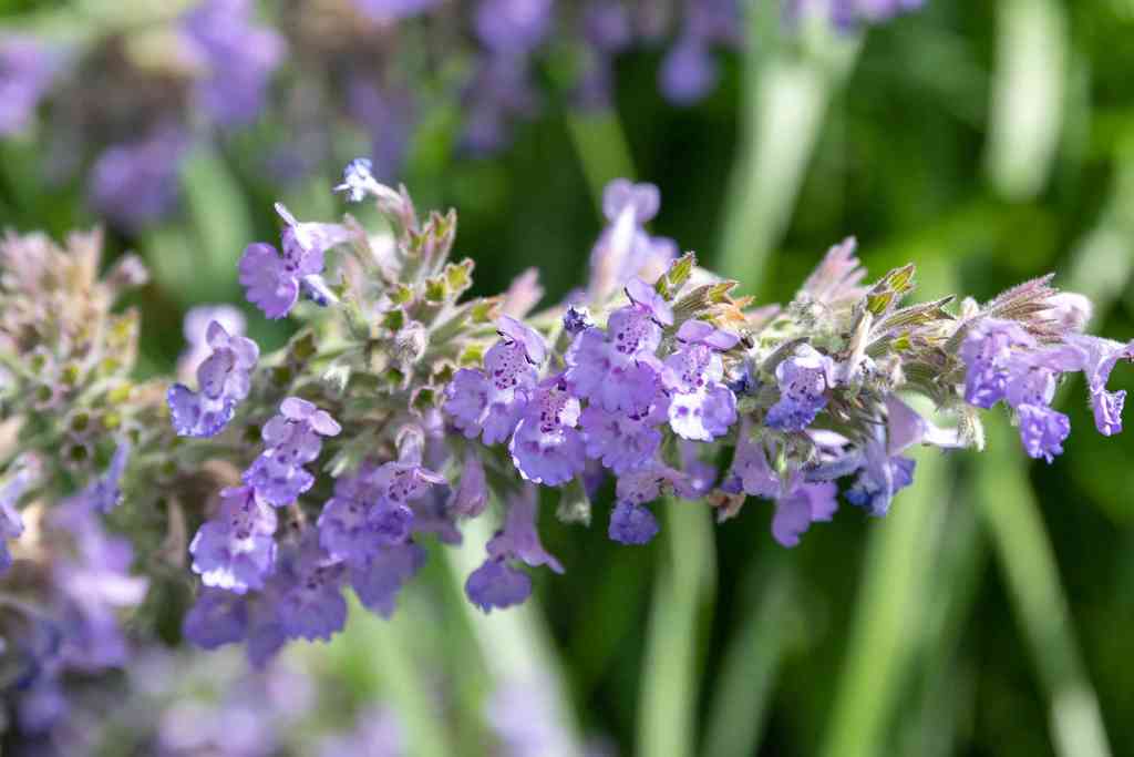 How to Grow and Care for Catmints Flower