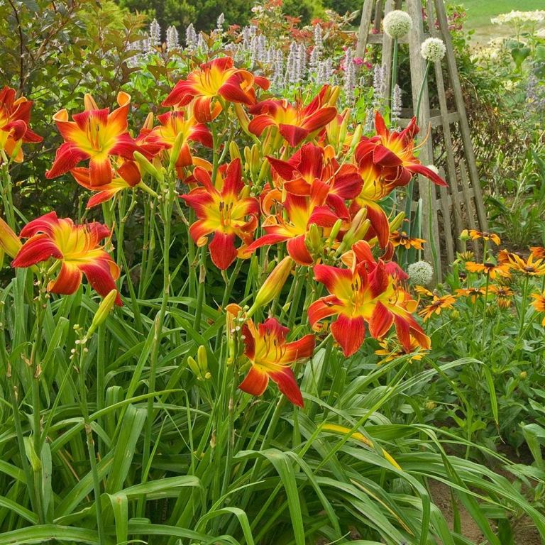 How to Grow and Care for Daylily Flower