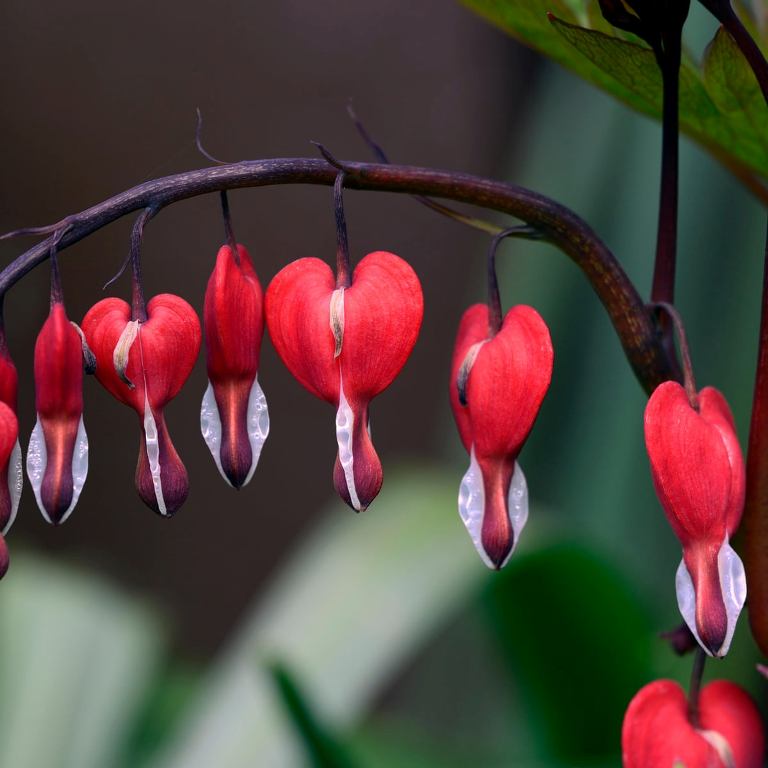 How to Grow and Care for Bleeding Heart Flower