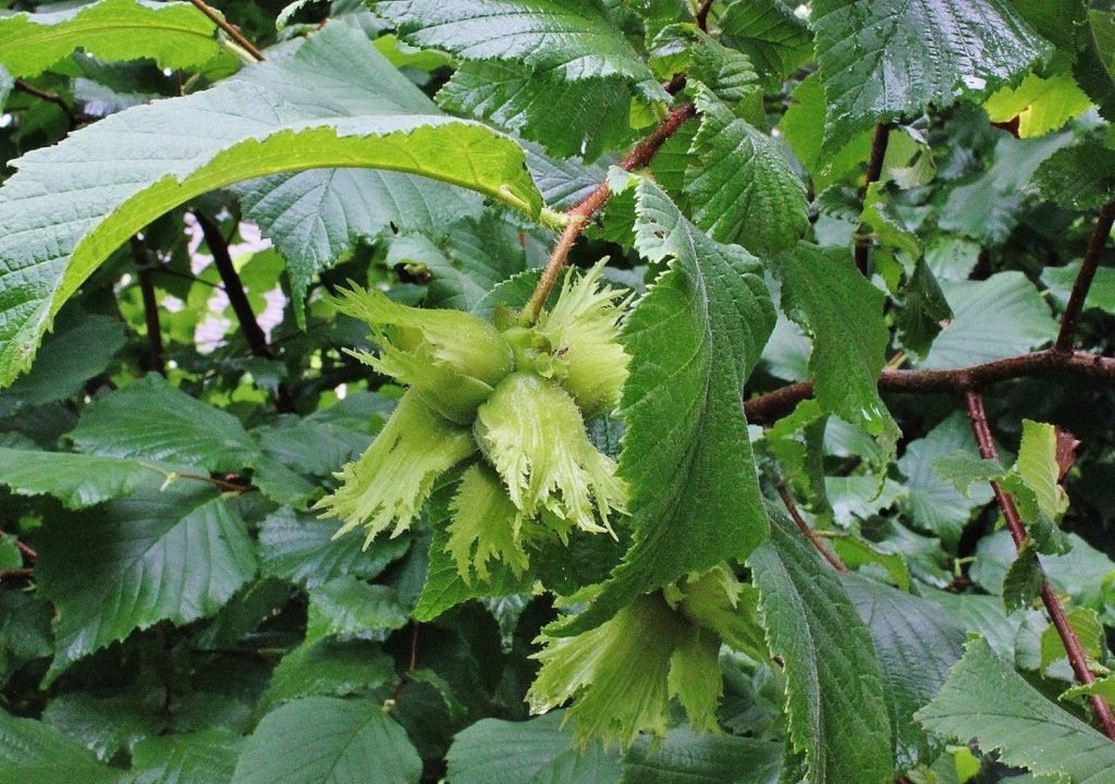 Perennial Nuts You Can Easily Grow