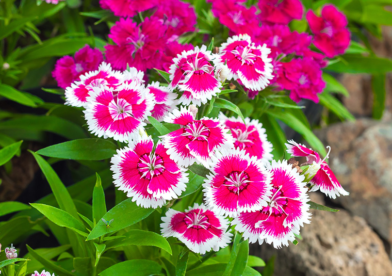 How to Grow and Care for Dianthus Flower