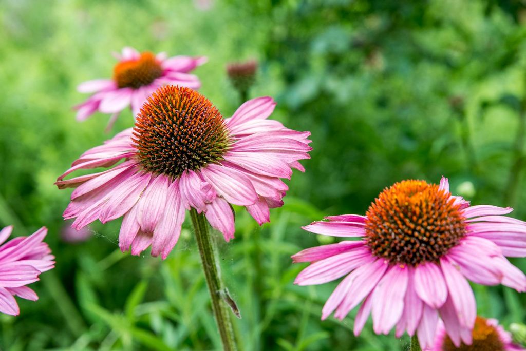 How to Grow and Care for Coneflower