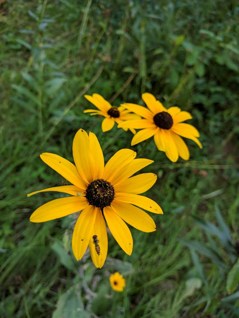 How to Grow and Care for Black Eyed Susans