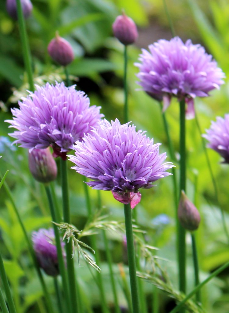 How to Grow and Care for Chives Plant