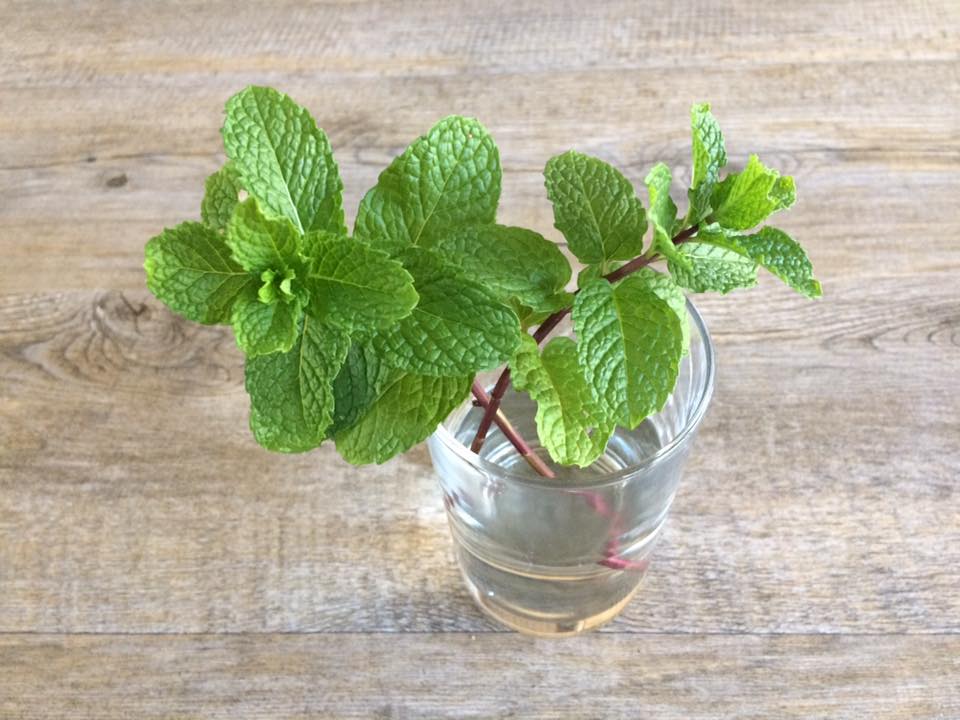 How to Grow and Care for Mint Plant