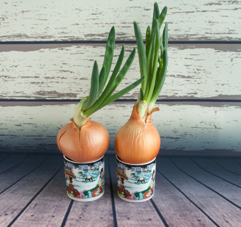 How to Grow and Care for Onion Plant