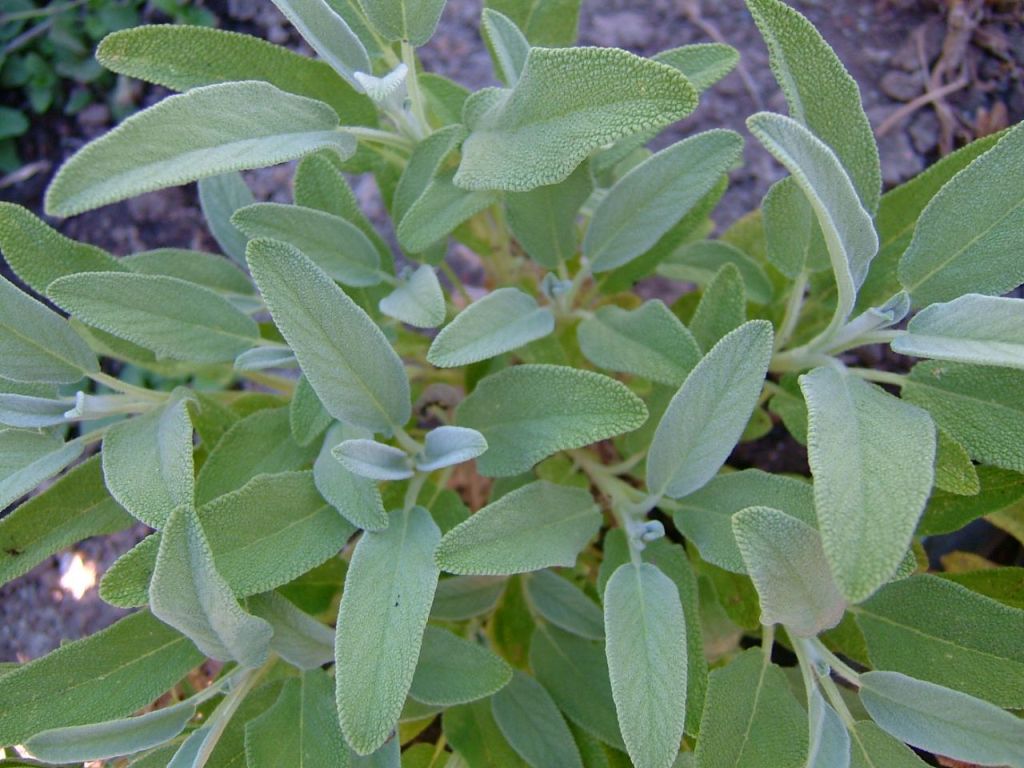 How to Care for Your Sage Plant