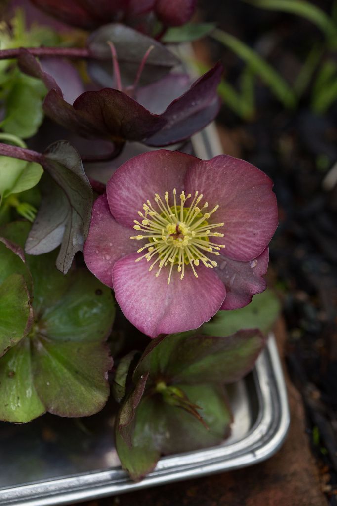 How to Grow and Care for Hellebore Flower