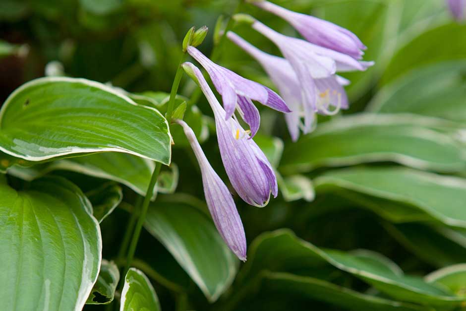 How to Grow and Care for Hosta Flower