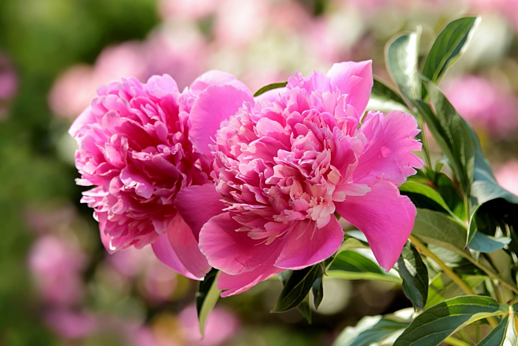 How to Grow and Care for Peony Flower