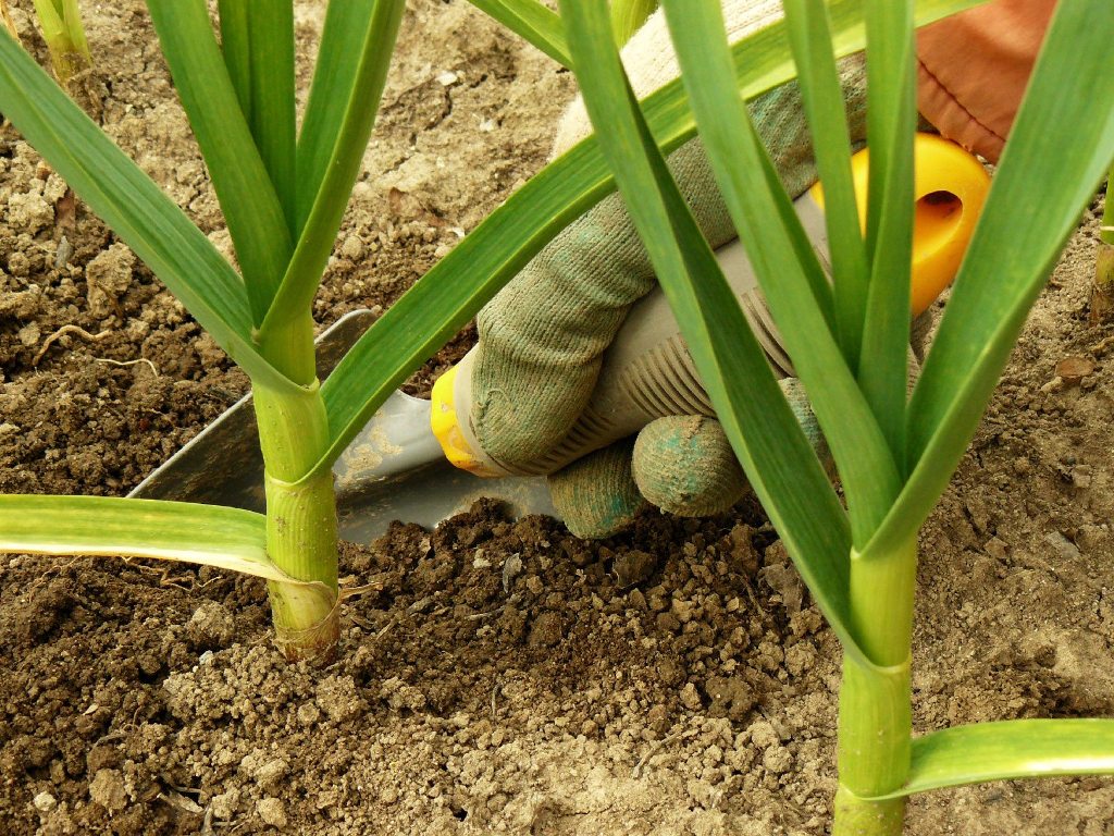 How Grow and Care for Garlic Plant