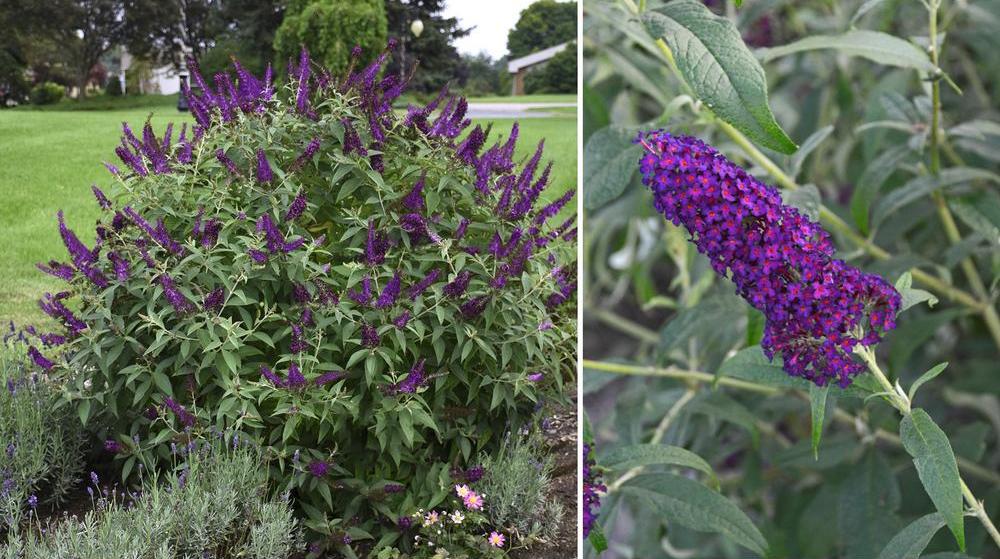 Best Perennial Plant To Attracts Butterflies