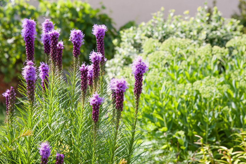 How to Grow and Care for Dense Blazing Star Flower