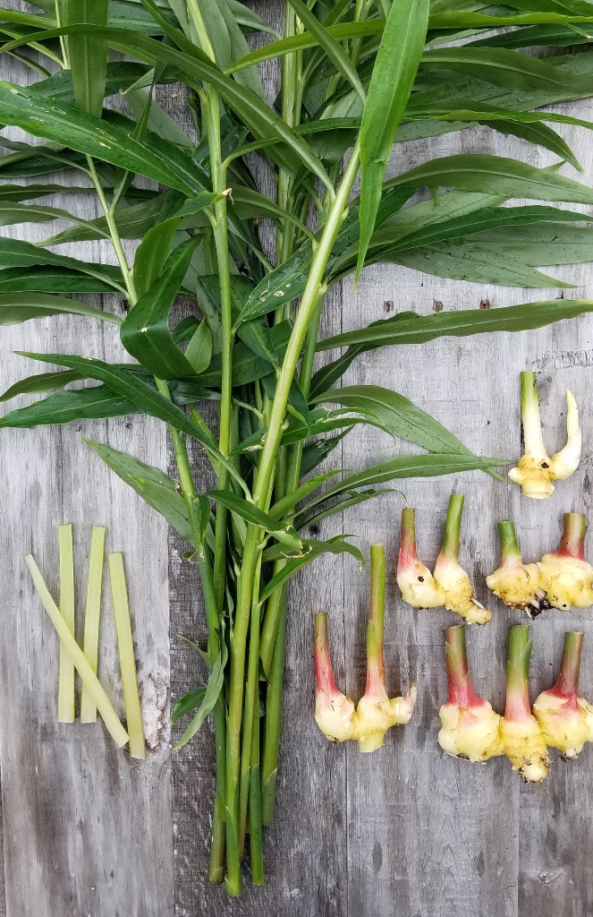 How to Grow and Care for Ginger Plant