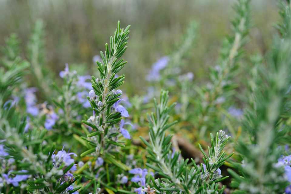Best Perennial Herbs