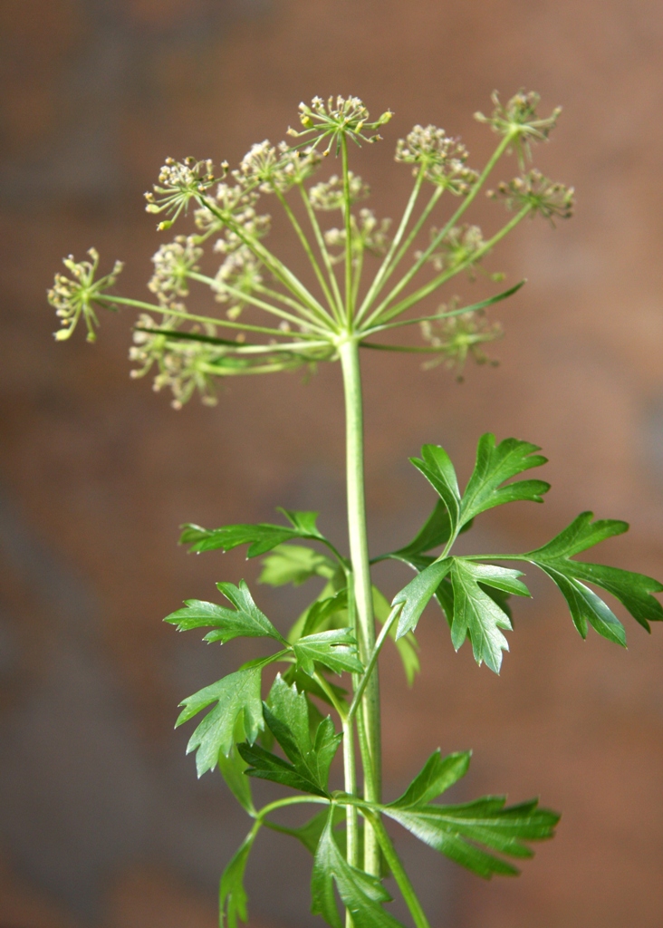 How to Grow and Care for Parsley Plant