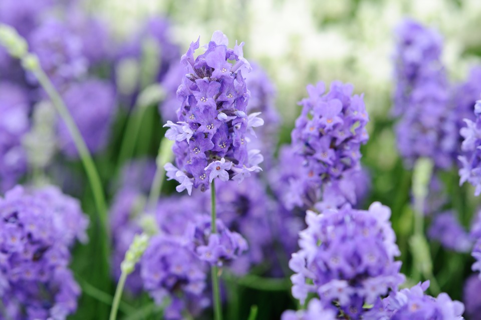How to Grow and Care for Lavender Flower