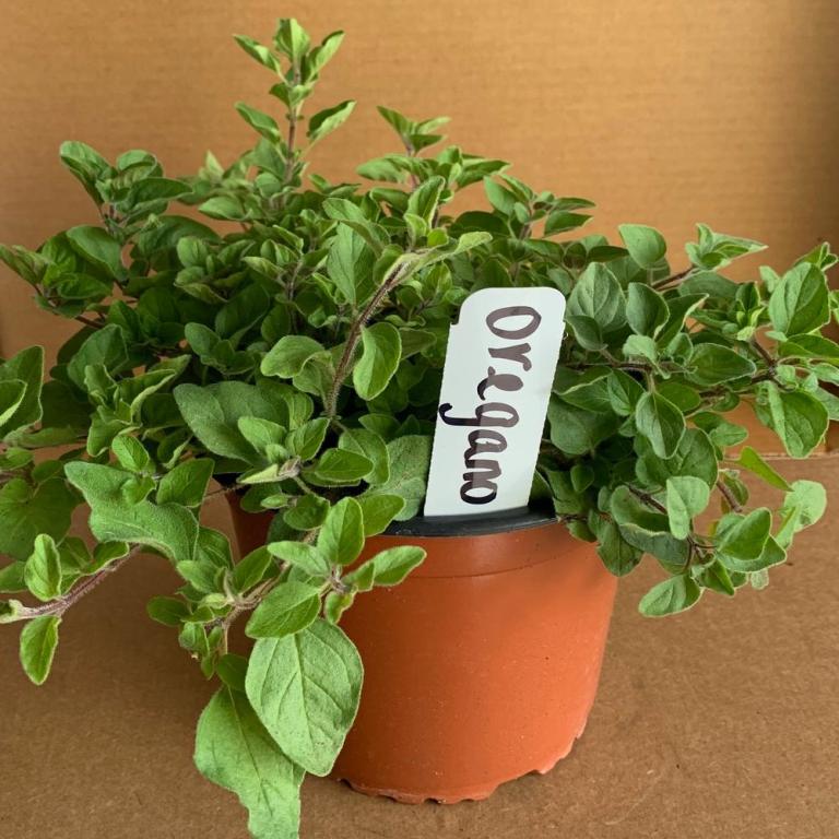 How to Grow and Care for Oregano Plant