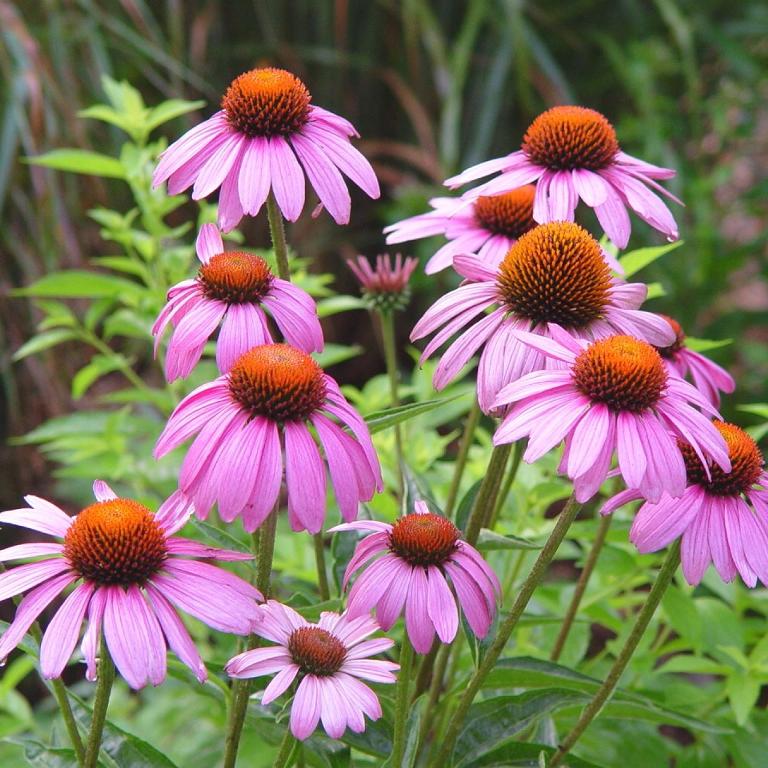 How to Grow and Care for Coneflower