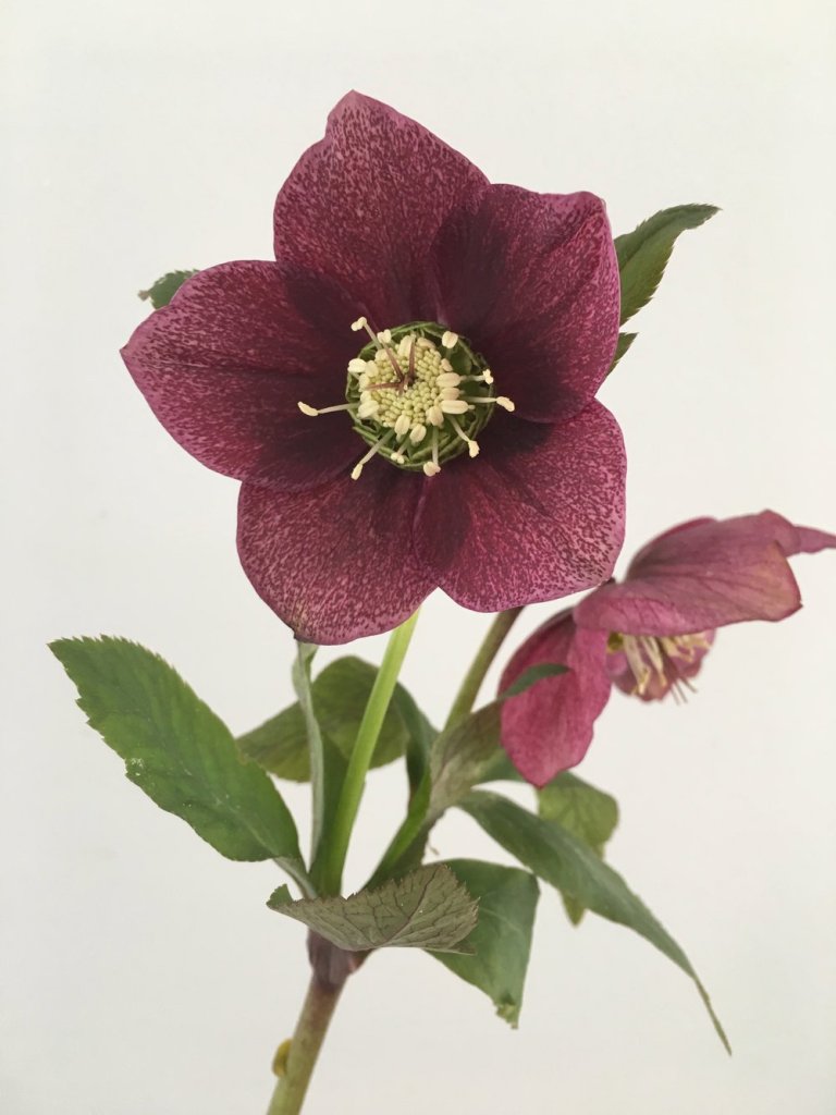 How to Grow and Care for Hellebore Flower