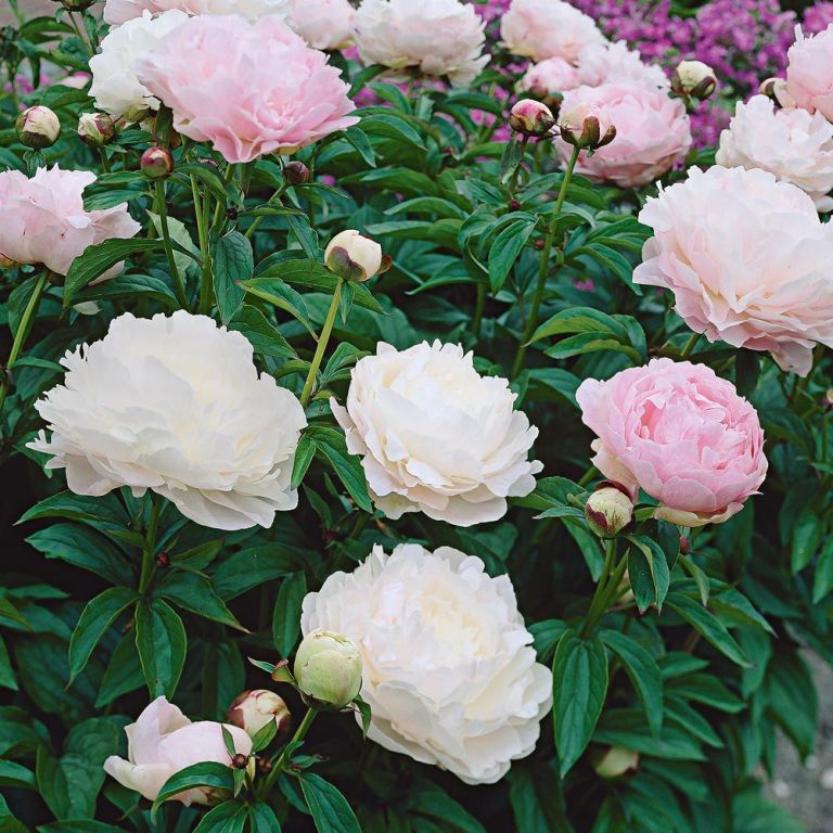 How to Grow and Care for Peony Flower