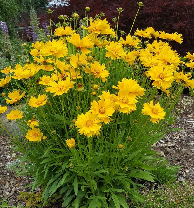How to Grow and Care for Coreopsis Flower