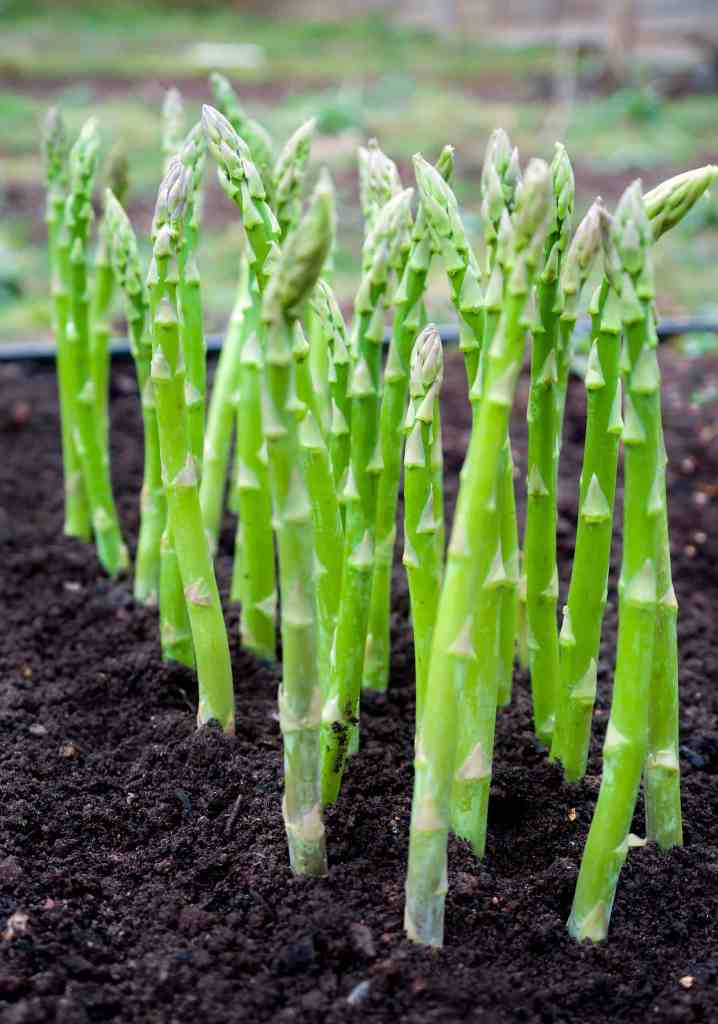 Perennial Vegetables You Can Easily Grow