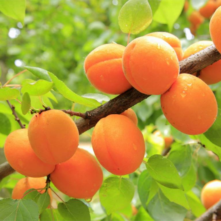 How to Grow and Care for Apricot Fruit Tree